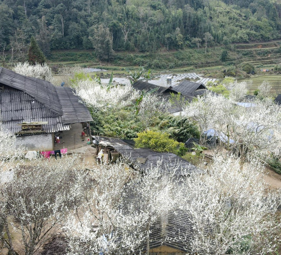 HÀ NỘI – BẮC HÀ – TẢ VAN CHƯ  DINH THỰ HOÀNG A TƯỞNG - 2N1Đ